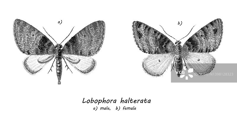 老式彩色石印插图：六翼天使，尺蛾科的蛾图片素材