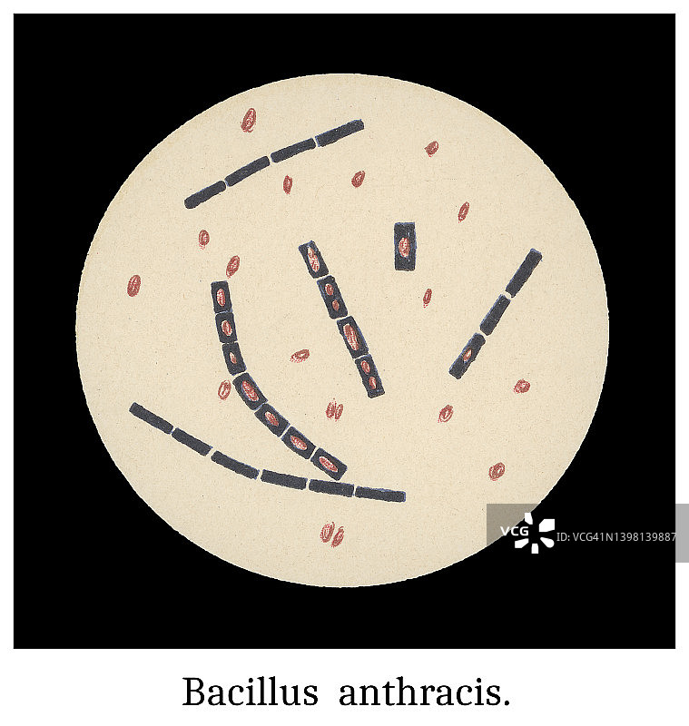 炭疽杆菌放大图古旧彩色石印插画图片素材