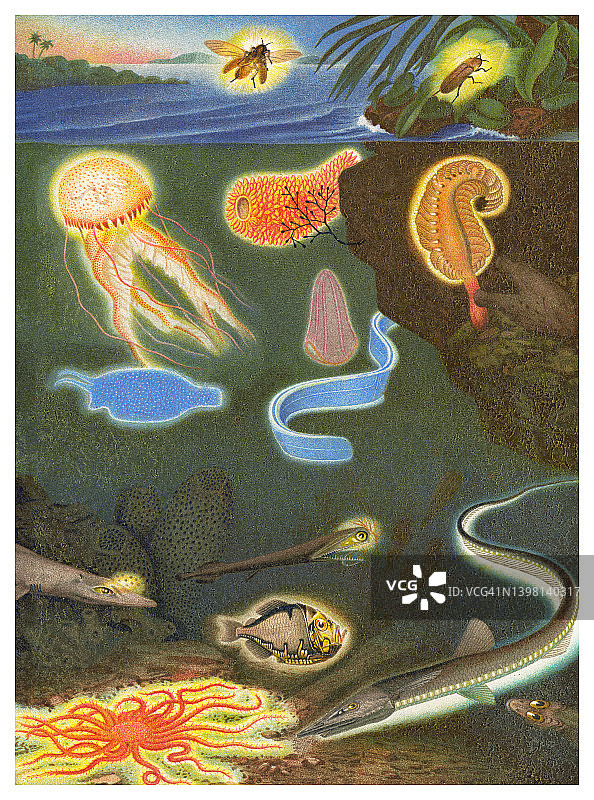 老式彩色石印插图：发光动物图片素材
