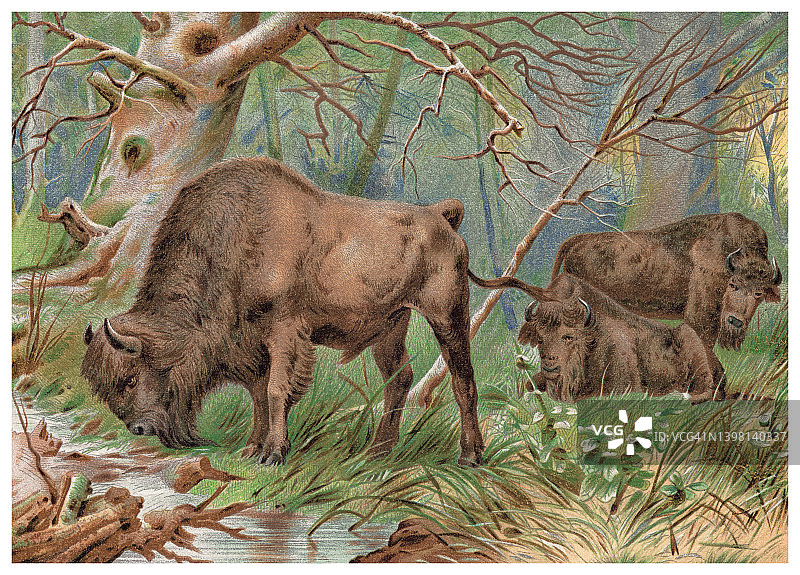 欧洲野牛的古老彩色石印插图图片素材