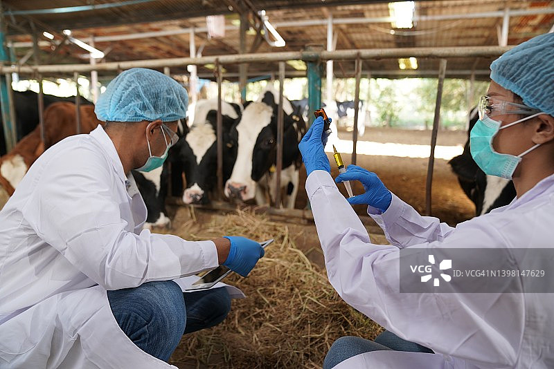 两位兽医在奶牛场工作图片素材