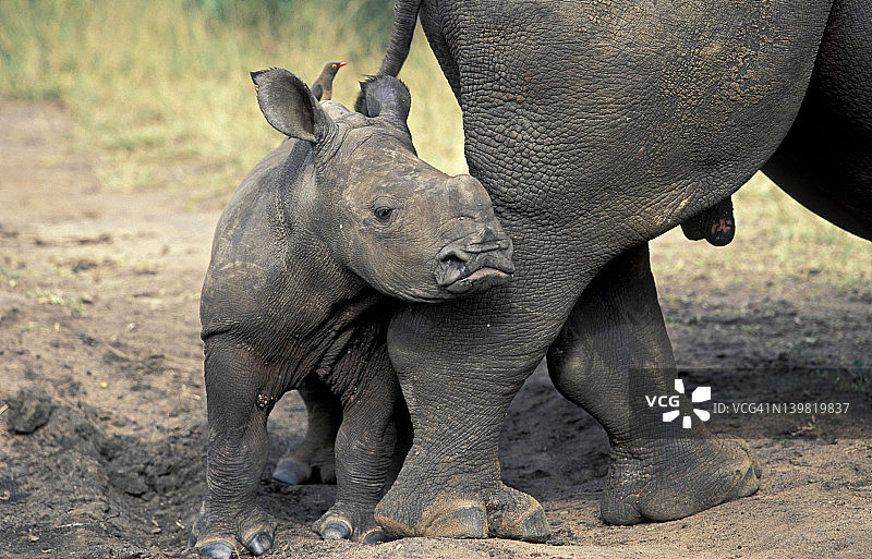 幼年白犀牛，分布于非洲南部和东部图片素材