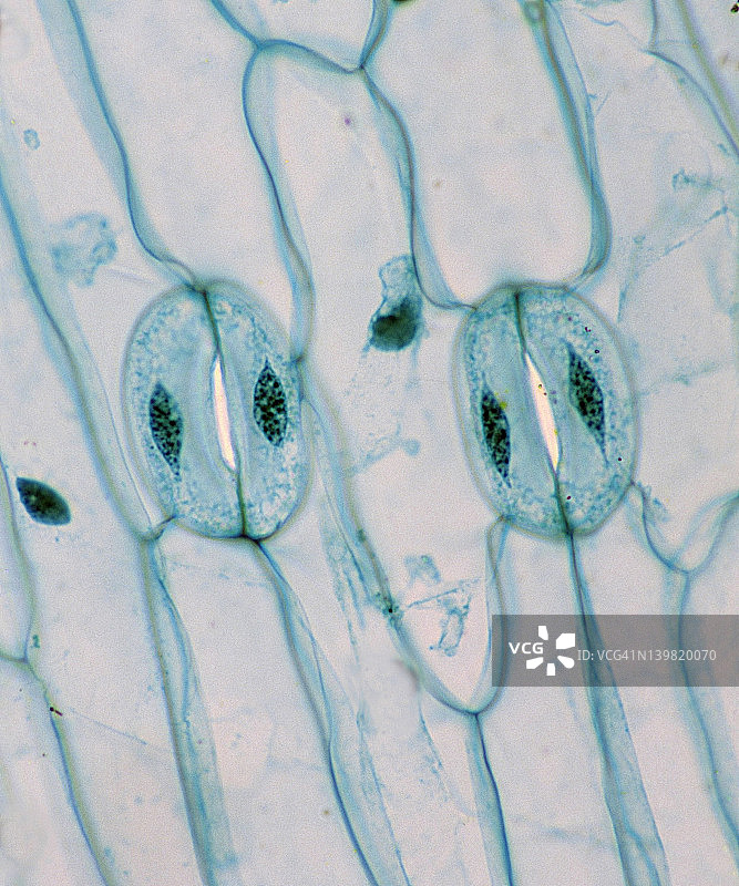 叶表皮的气孔和保卫细胞（百合），50倍放大图片素材
