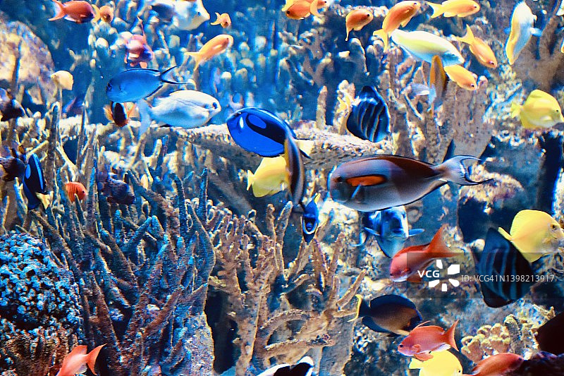 海水水族馆中的各种海洋生物图片素材