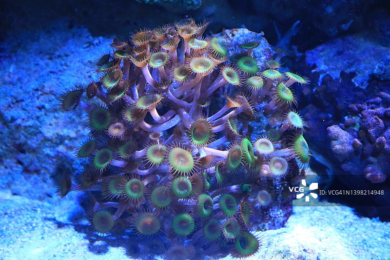 珊瑚类海洋生物图片素材