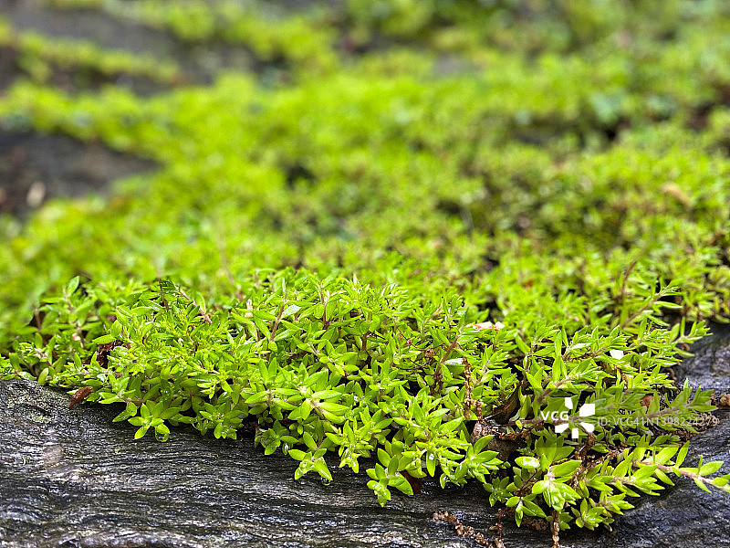 岩石上的景天多肉植物背景图片素材