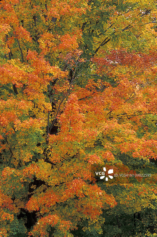秋色：糖槭（Acer saccharum）在密歇根州的秋天叶子会变成深红色、橙色或黄色。图片素材