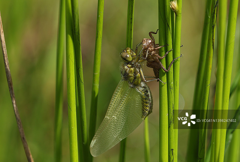 新出现的宽体蜻蜓停留在池塘边缘芦苇上的蜕皮上图片素材