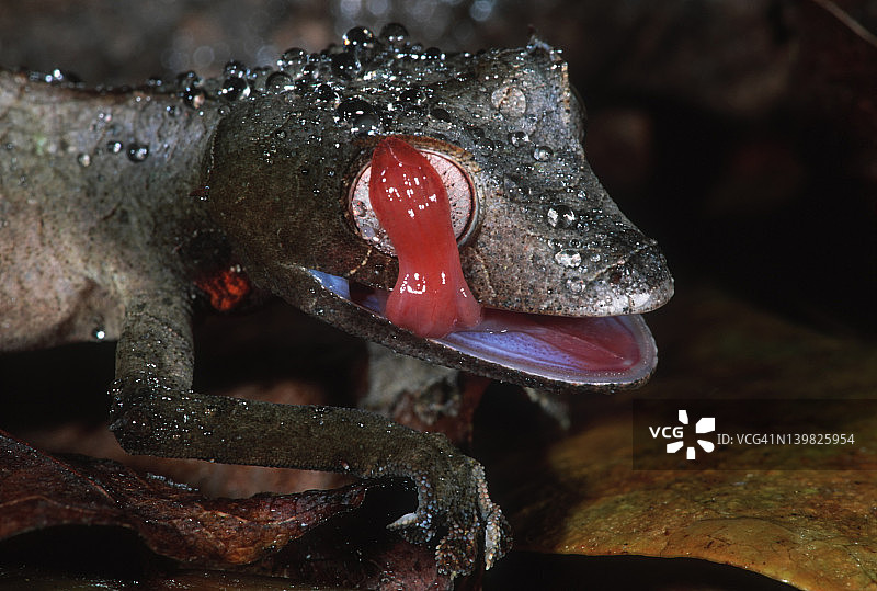 叶尾壁虎用舌头舔舐马达加斯加树叶上的水分图片素材