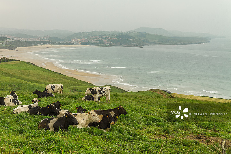 海岸边的乳牛图片素材