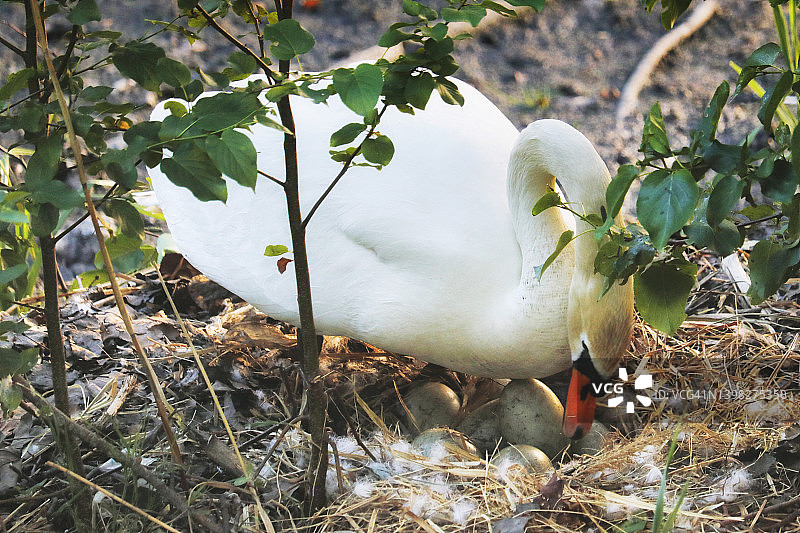 法国塞纳-马恩省的天鹅巢图片素材