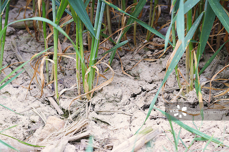 法国塞纳-马恩省的旱地麦田图片素材