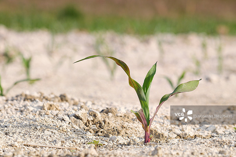 法国塞纳-马恩省的旱地麦田图片素材