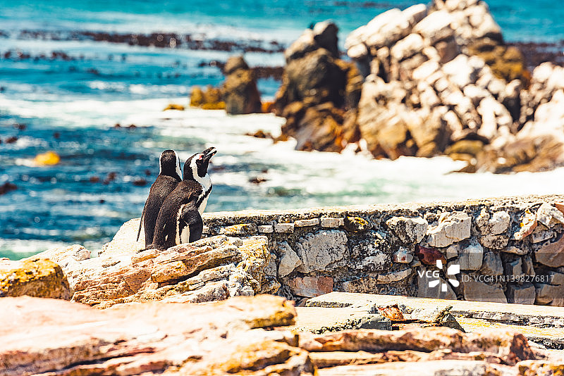 南非博尔德斯海滩企鹅情侣日光浴图片素材