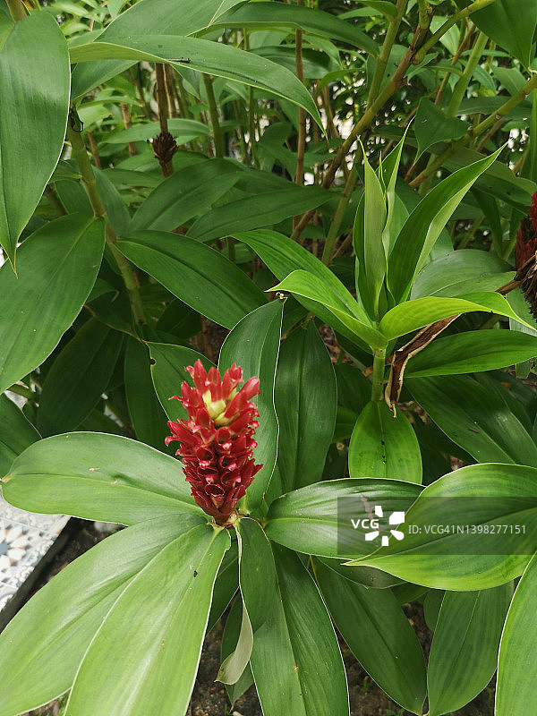 闭鞘姜：姜科植物，红色花朵与绿色叶子的园艺背景图片素材