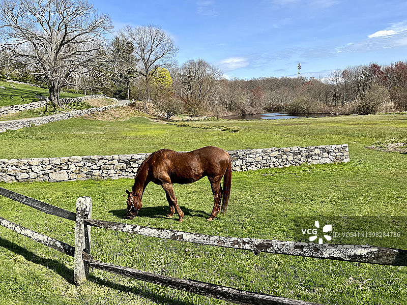 马在田野里吃草图片素材