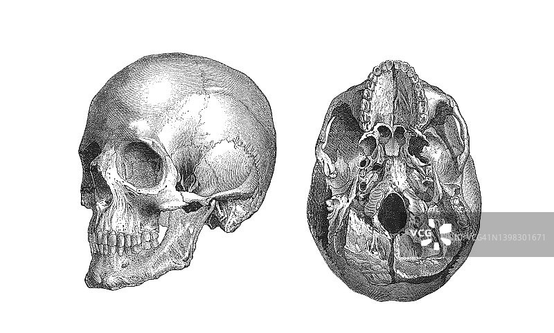 人类头骨古版画插图图片素材