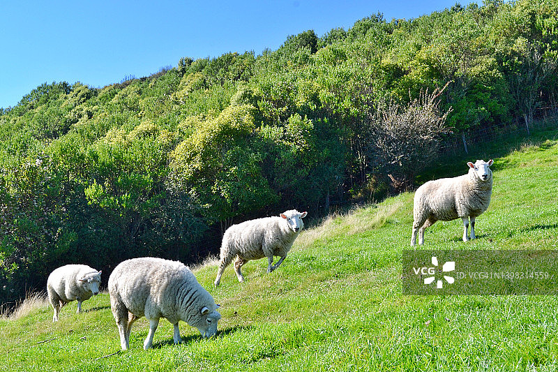 新西兰牧场上的绵羊图片素材
