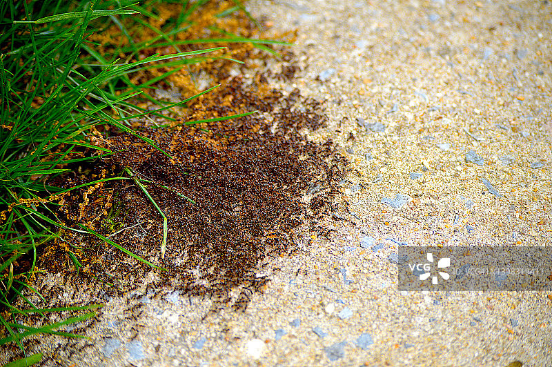 小黑蚂蚁图片素材