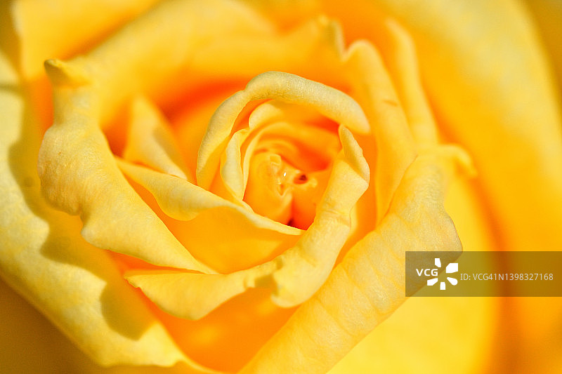 玫瑰花：特写图片素材