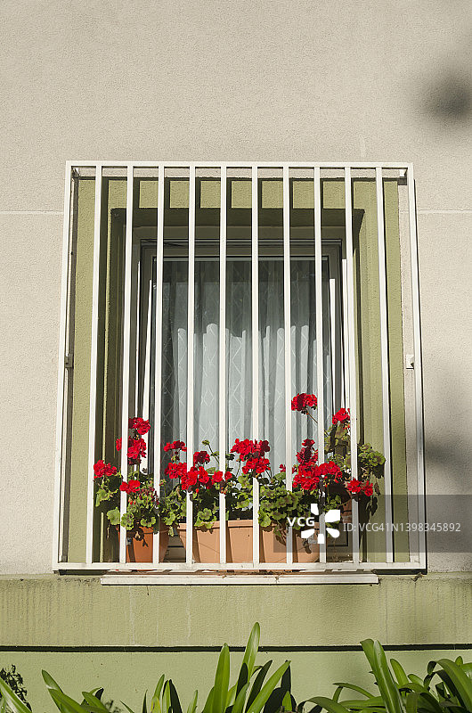 猩红色天竺葵盆栽窗户图片素材