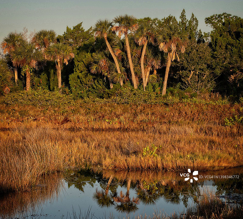 佛罗里达湿地图片素材