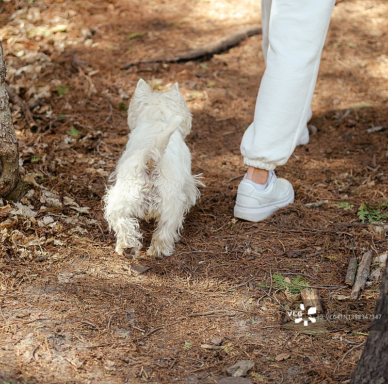 西高地白梗犬和女人在蒲公英田中享受春天图片素材