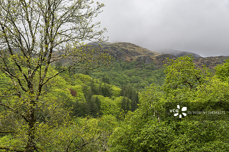 北威尔士斯诺多尼亚国家公园贝德格勒特附近的南莫尔绿色林地图片素材