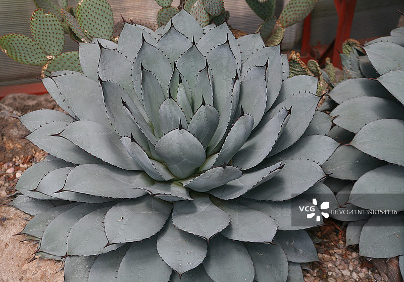 帕里龙舌兰图片素材