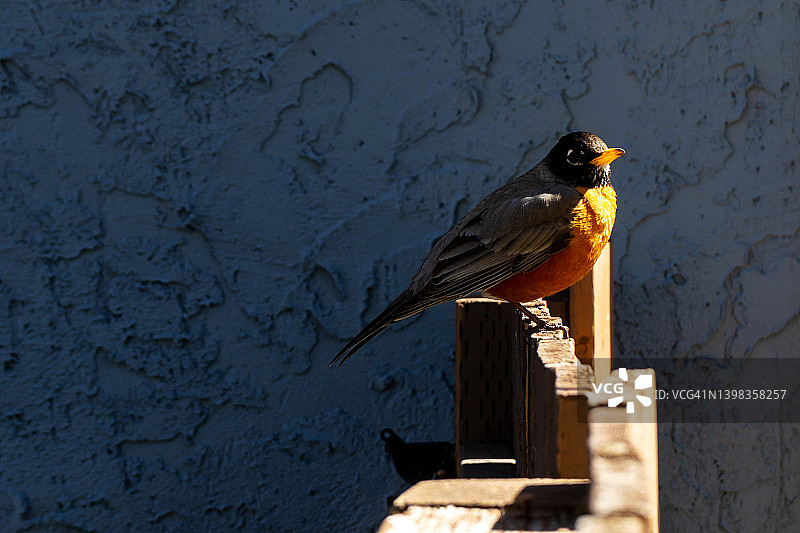 篱笆上的知更鸟图片素材