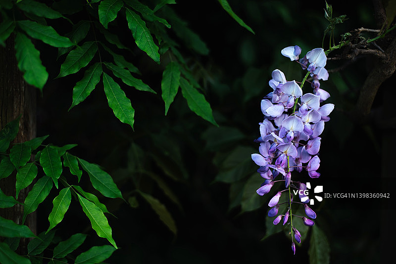 一朵紫藤花蕾挂在灌木丛上，花卉背景，深色调构图图片素材