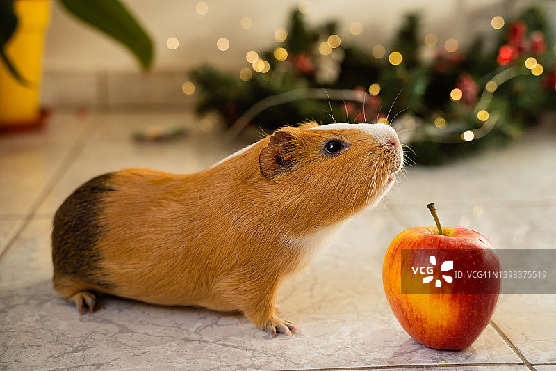 圣诞节的豚鼠和苹果图片素材