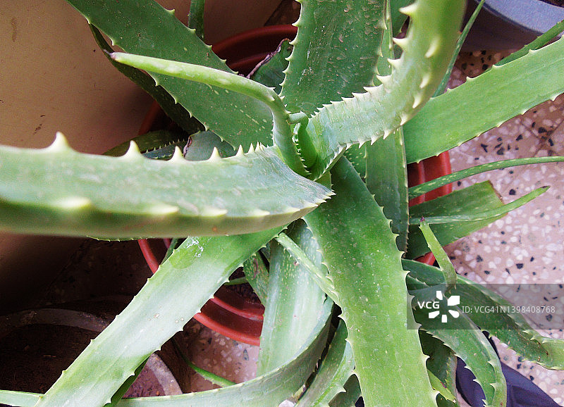 绿色豌豆芦荟，侧面有淡黄色刺。图片素材
