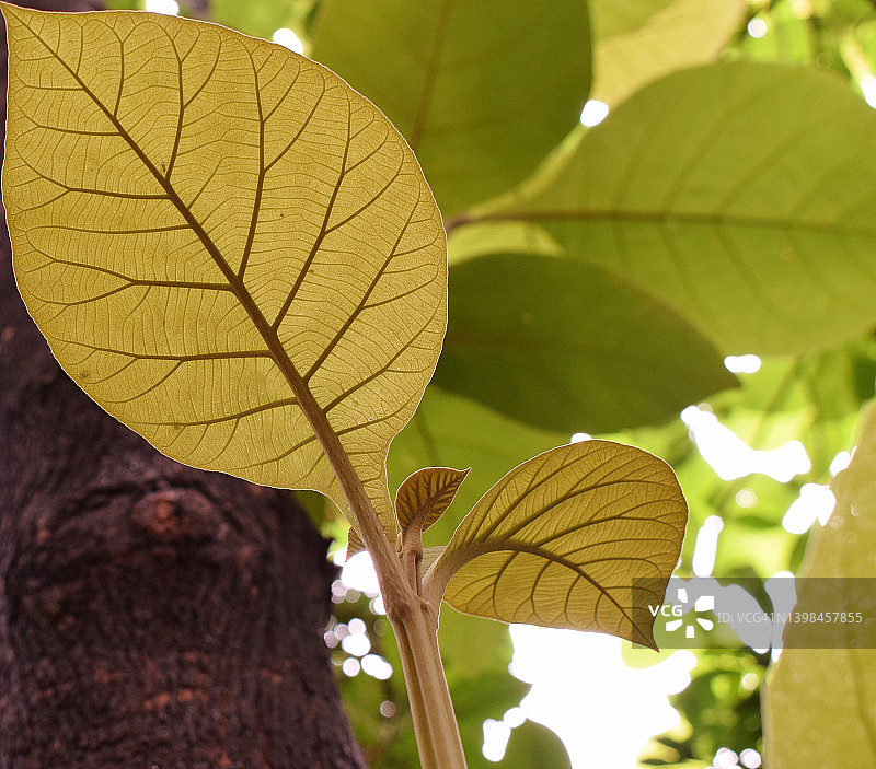 柚木树新叶中惊人的叶脉线条图案图片素材