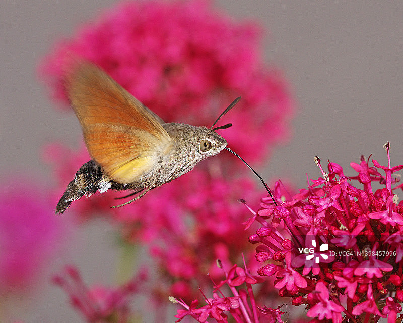 蜂鸟鹰蛾图片素材