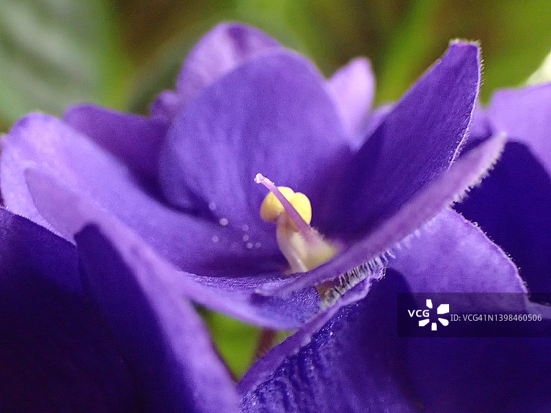 紫色非洲紫罗兰特写图片素材