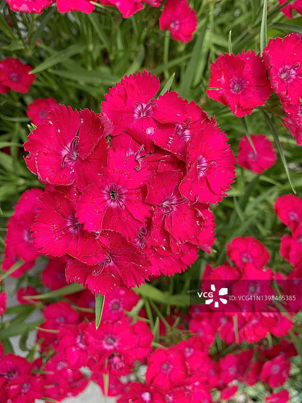 石竹类植物图片素材