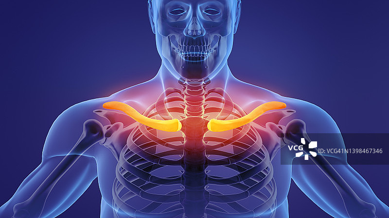 人体骨骼锁骨解剖图片素材