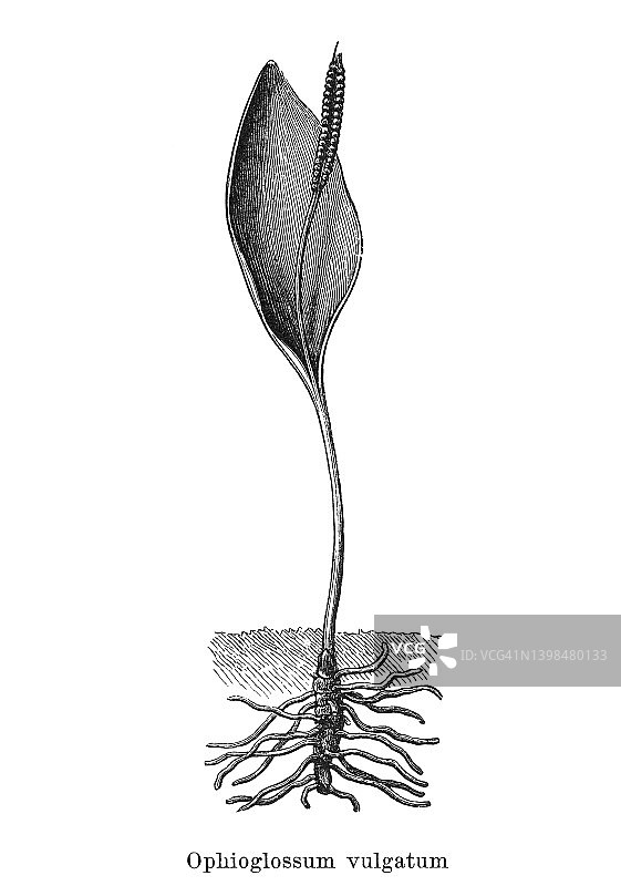 瓶尔小草古老雕刻插图图片素材