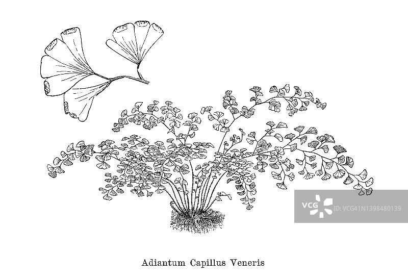 铁线蕨古董雕刻插图图片素材
