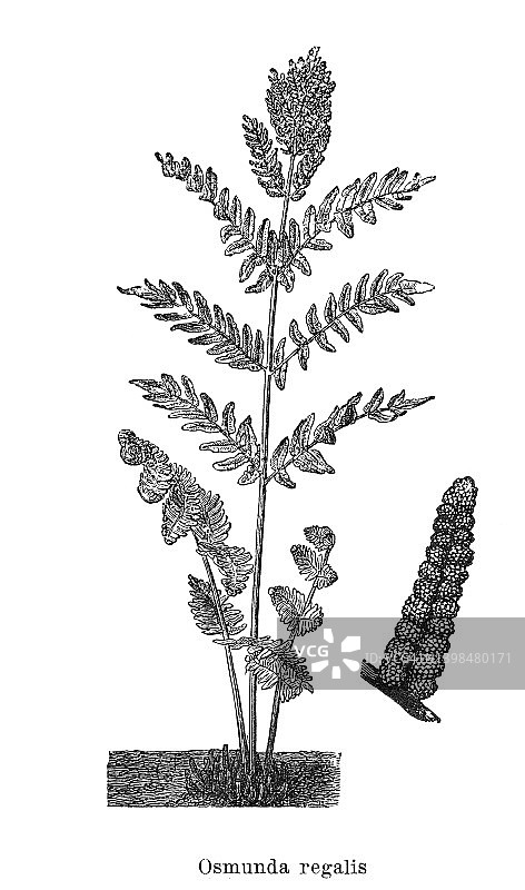 皇家蕨类植物古老雕刻插图图片素材
