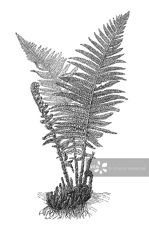 雄性蕨类植物古老雕刻插图图片素材
