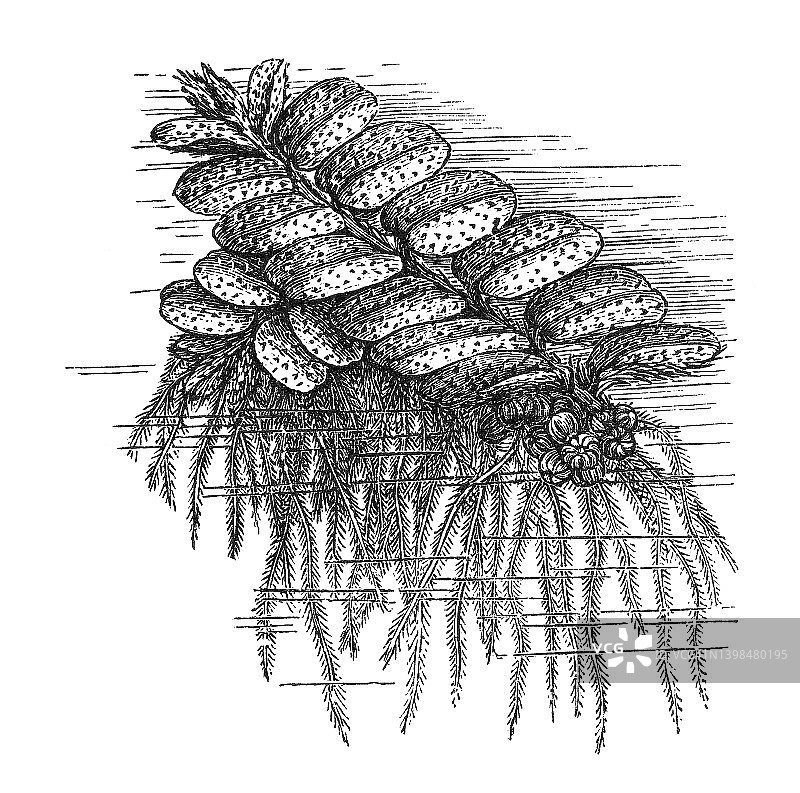 槐叶苹古版画插图图片素材