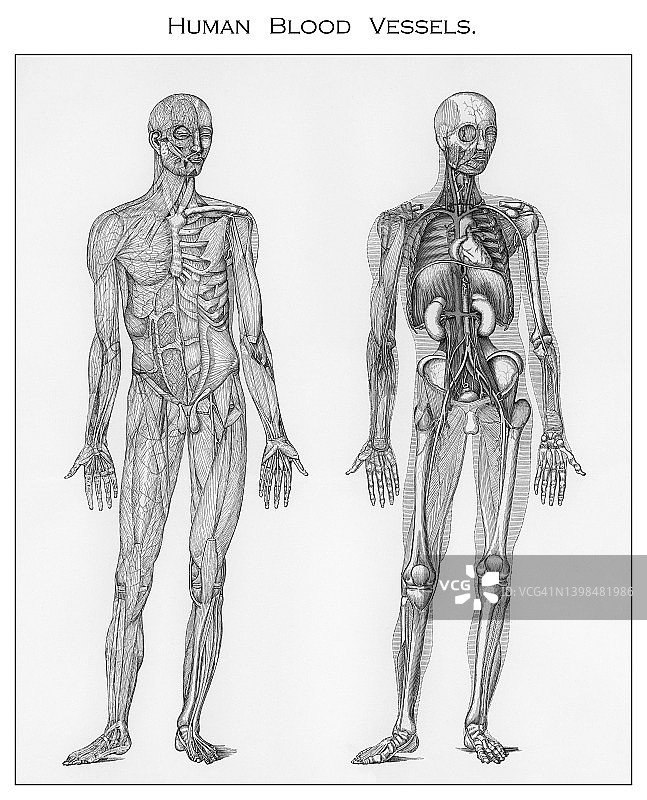 人体循环系统的古老彩 lithograph 插图图片素材