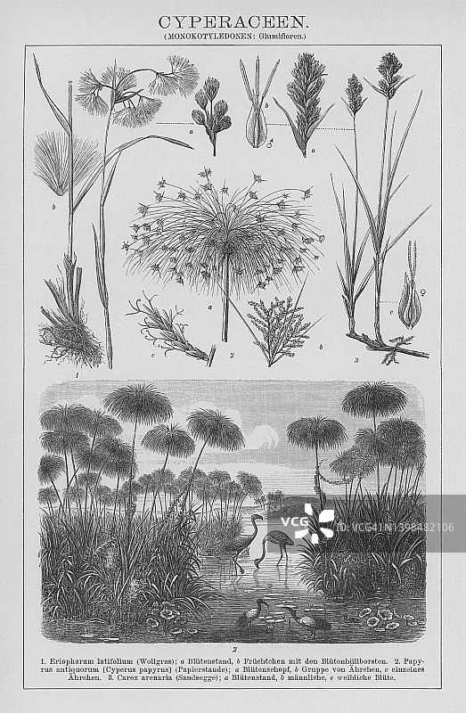 植物学，莎草古老雕刻插图图片素材