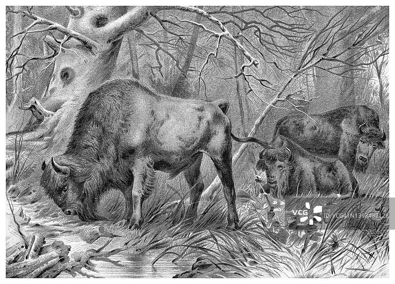 欧洲野牛的古老彩色石印插图图片素材