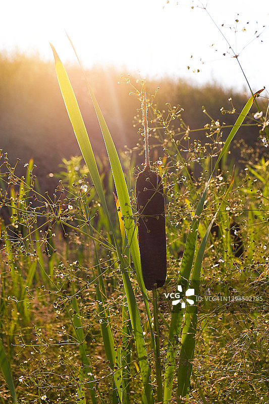 夏秋户外绿草地中的高大芦苇，美丽自然背景，手机屏保图片素材