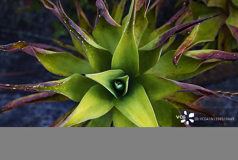 开始枯萎的芦荟，高角度拍摄图片素材