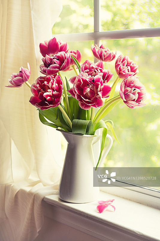 束郁金香图片素材