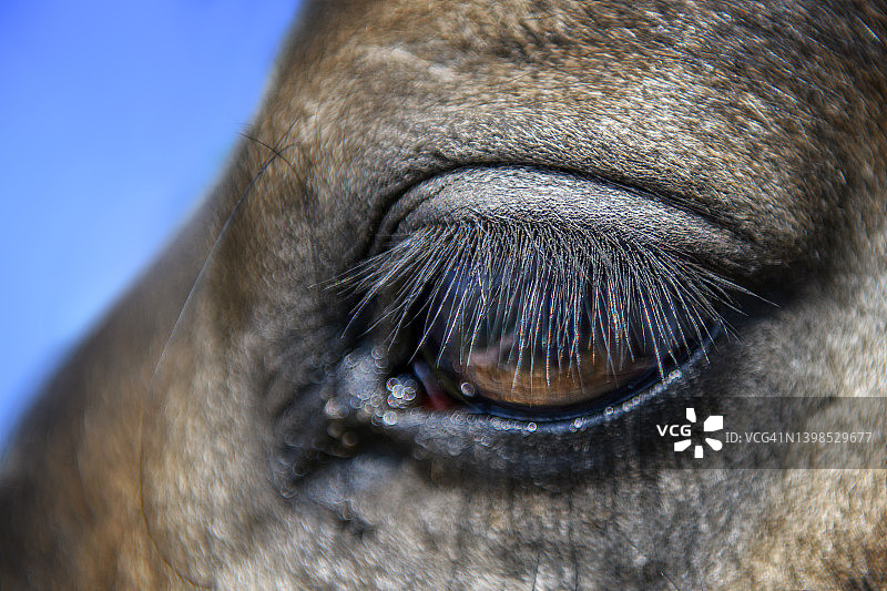 马的眼睛和眼睫毛的特写图片素材